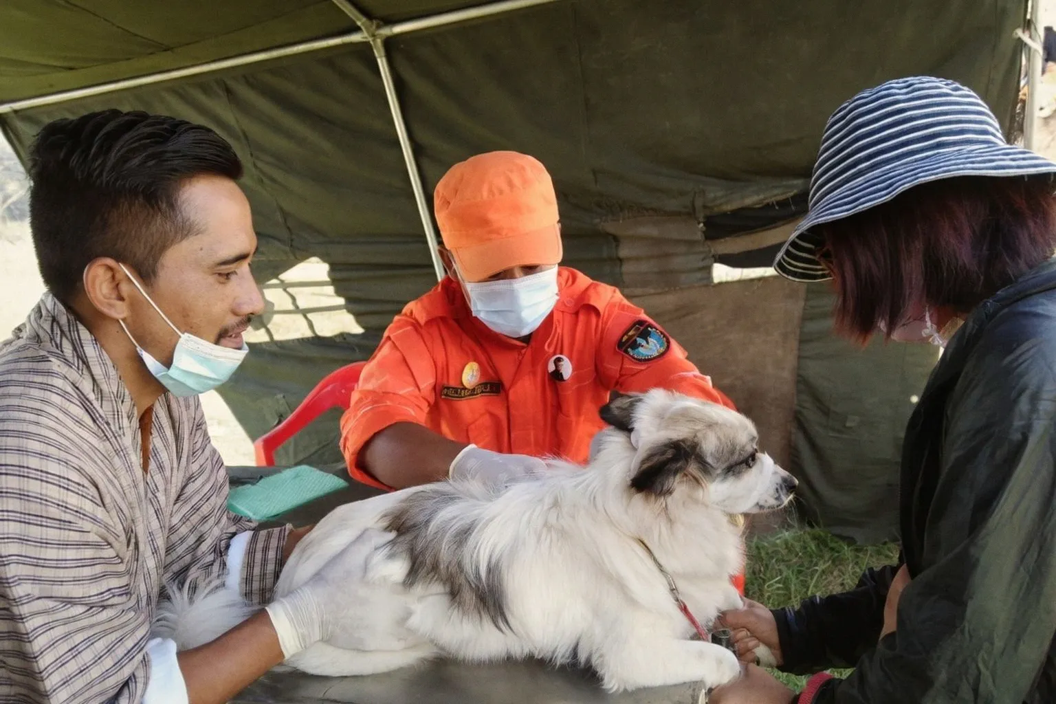 Bhutan Achieves Historic Milestone in Eliminating Dog-Transmitted Rabies